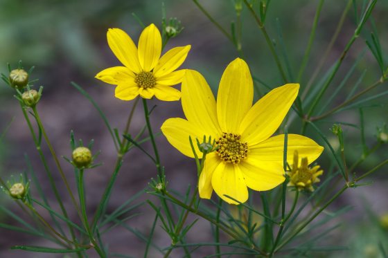 Two bright yellow threadleaf coreopsis flowers in bloom, surrounded by thin green stems, needle-like foliage, and closed flower buds against a soft neutral background.
