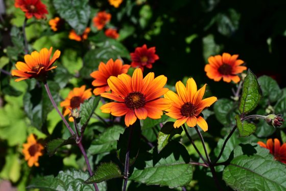 A cluster of vibrant ox-eye sunflower-type blooms featuring shades of deep orange and yellow petals with dark centers, surrounded by dark green leaves and stems.