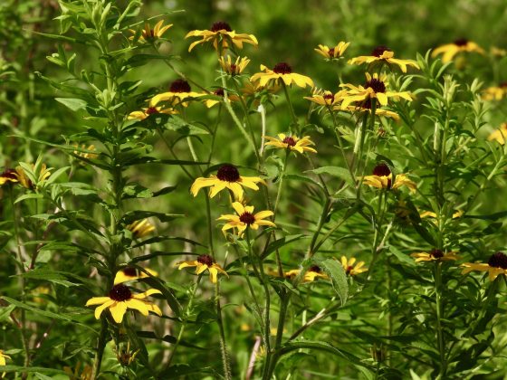 A dense patch of yellow coneflowers with dark brown centers, surrounded by lush green foliage and slender stems under bright sunlight.