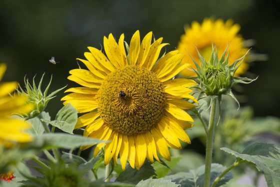 close-up of a bright yellow sunflower in full bloom with a bee on its textured center, flanked by closed green flower buds and leafy stems.