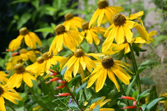 A cluster of bright yellow Gloriosa daisies with textured brown centers and drooping petals, interspersed with thin green stems and small tubular orange flowers.