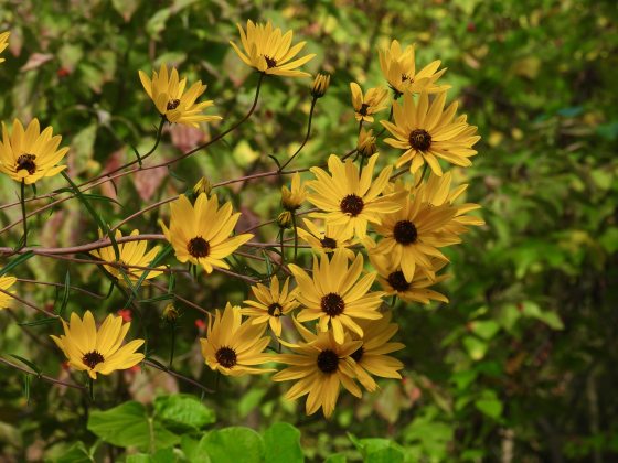 A cluster of slender-leaved sunflower blossoms featuring bright yellow petals and dark brown centers, set against a soft, leafy green background.