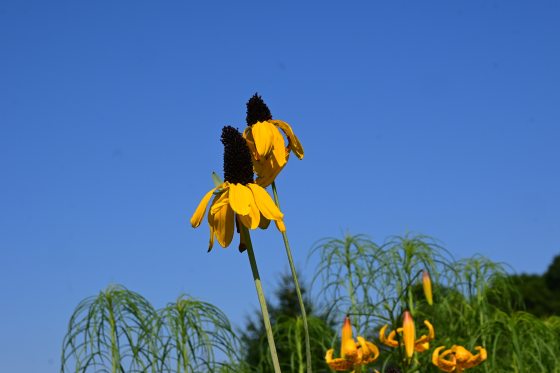 Two tall great coneflower heads with bright yellow, drooping petals and prominent dark brown, conical centers reaching up against a clear blue sky, with other thin green plants visible below.