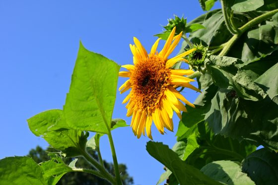A single sunflower head angled towards the side, showcasing its textured golden-brown center and yellow petals against a bright blue sky, framed by large green leaves and unbloomed buds.