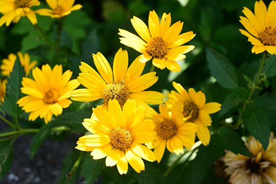 A vibrant cluster of bright yellow ox-eye sunflower blossoms with textured golden centers, surrounded by green foliage and shaded background elements.