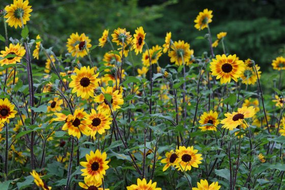 A dense field of smaller sunflowers with bright yellow and orange-red gradient petals and dark centers on tall, slender stems against a dark green backdrop.