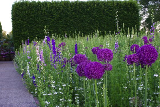 A garden bed featuring tall purple Allium 'Ambassador' flower globes mixed with delicate pink and purple larkspur and small white blooms in the Idea Garden in May 2026.