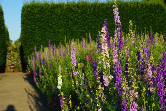 A close-up view of tall Rocket Larkspur 'Lilac Spires' in shades of pink, white, and purple, blooming in the Idea Garden in June 2026 next to a stone pathway.