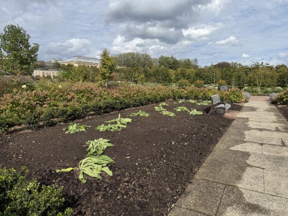 The Idea Garden in October 2025 showing newly planted spring bulb foliage and seeded hardy annuals in dark soil, beside a stone walkway and wooden bench.