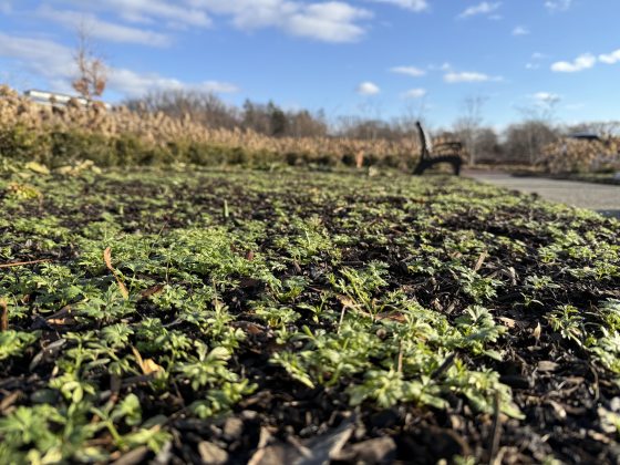 A low-angle ground-level view of an Idea Garden winter hardy annual seedling carpet under a blue sky in January 2026, with a wooden bench and path in the background.