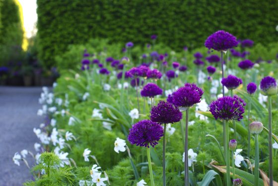 A garden bed in May 2026 featuring purple Allium 'Purple Sensation' and white Poet's Narcissus flowers alongside a stone pathway and a dense green hedge.