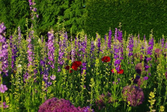 A vibrant garden scene in early June 2026 featuring a dense mix of purple Rocket Larkspur 'Lilac Spires', red poppies, and spherical purple alliums in the Idea Garden.