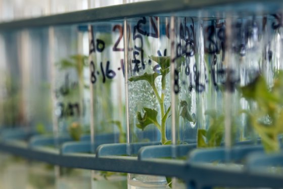 Close-up of green plant tissue cultures growing inside vertical glass test tubes set in a blue laboratory rack, with handwritten tracking dates on the glass.