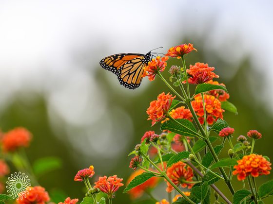 A monarch butterfly hovers near vibrant orange and red flowers, with a blurred green background.