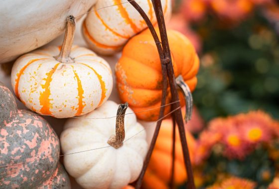 A close-up shot of an autumn display featuring a cluster of small white, orange, and speckled heirloom pumpkins arranged around rustic iron plant supports, with bright orange mum flowers blurred in the foreground and background.