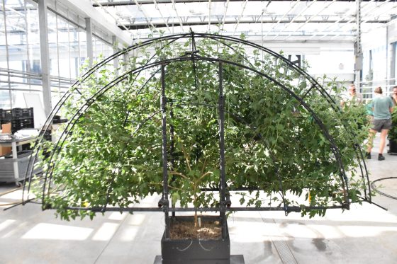 A large arched metal frame inside a nursery greenhouse supporting a growing green chrysanthemum plant undergoing training before blooming.