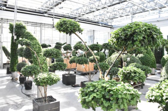 Inside a bright greenhouse nursery filled with topiary and cloud-pruned potted chrysanthemum plants supported by wooden and metal structures.