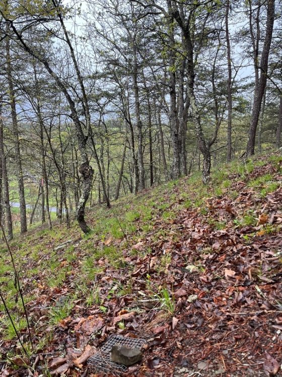 The slope of a forest in autumn, featuring greenery and fallen leaves on the ground.
