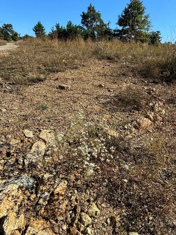A wide shot of a rocky, arid landscape under a clear blue sky in southern Chester County. In the center foreground, a small, low-growing cluster of delicate white Serpentine Barren Asters with yellow centers blooms on dry, gravelly, tan-and-brown earth surrounded by sparse, dry grasses and distant green trees.