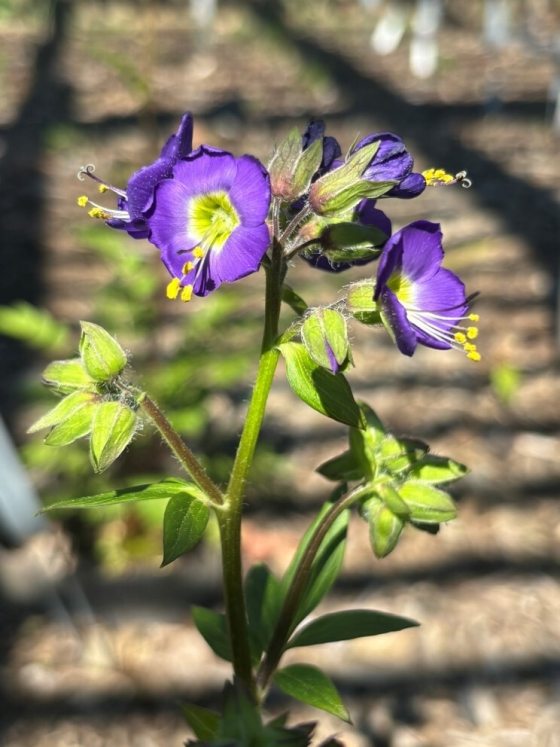A close-up photograph of an Appalachian Jacob's Ladder (Polemonium vanbruntiae) plant growing outdoors in a research nursery setting. The green central stem holds several open, vibrant purple-blue five-petaled flowers with bright yellow-green centers and prominent yellow-tipped stamens, accompanied by fuzzy green unopened flower buds.