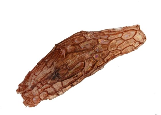 highly detailed microphotograph against a stark white background showing a single 10-year-old seed of the Tubercled Rein-orchid (Platanthera flava var. herbiola). Magnified 50 times, the seed appears as an elongated, translucent, honey-brown or amber shell with a reticulated, net-like cellular surface pattern.