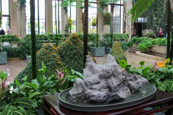 A decorative dark grey view stone (Gongshi/scholar's stone) displayed on a dark wooden table, with large mound-shaped chrysanthemum topiary displays in the background conservatory setting.