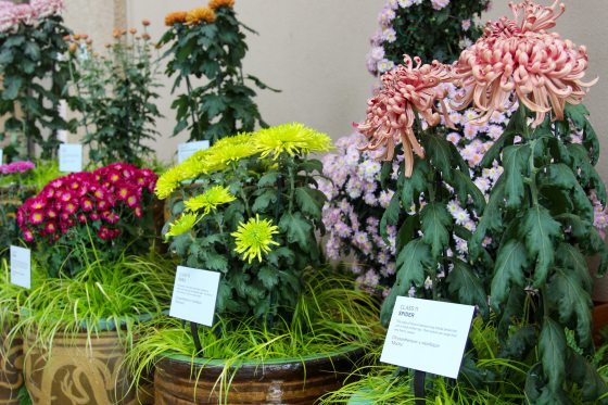 A greenhouse exhibition of potted chrysanthemums, including large dusty-pink spider varieties and chartreuse quill-type blooms, displayed alongside informative plant labels.