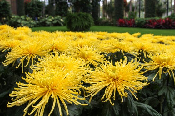 A dense, close-up field of bright yellow spider-type chrysanthemums with long, delicate, spiky petals growing in a indoor garden conservatory.
