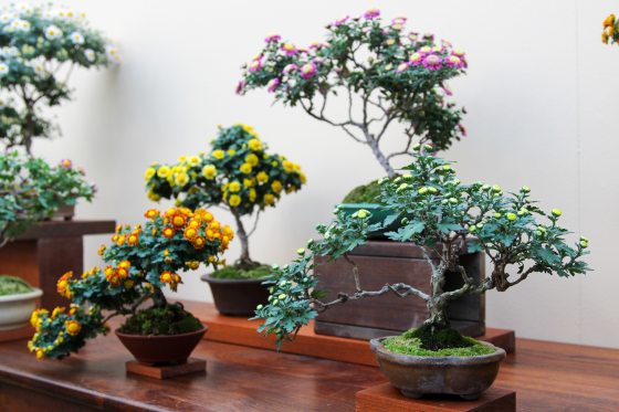 A display of miniature chrysanthemum bonsai plants arranged on wooden stands, featuring potted plants in various stages of bloom with flowers in shades of yellow, orange, pink, and green buds.