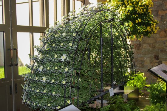 A large arched metal frame inside a nursery greenhouse supporting a growing green chrysanthemum plant undergoing training before blooming.