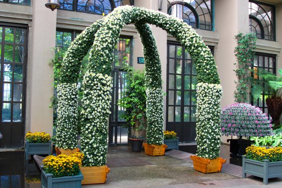 A double arch made of white chrysanthemums, near an entry way.