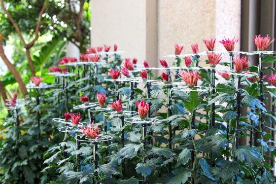 Tightly budded dark pink chrysanthemums growing in perfectly lined rows.