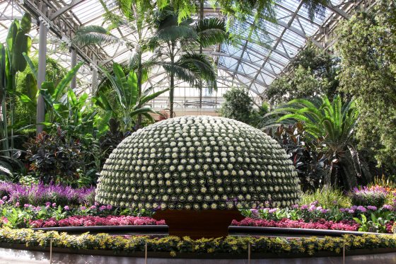 A grand conservatory courtyard featuring a massive, perfectly symmetrical dome-shaped "Thousand Bloom" chrysanthemum display covered in hundreds of small white blossoms.