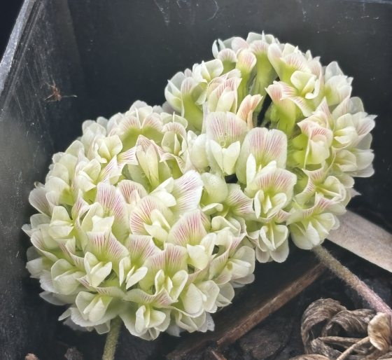 A close-up view looking down into a planting container at two rounded clusters of Virginia Clover (Trifolium virginicum) blooms. The delicate, tightly packed tubular petals are pale creamy green at the base with faint, soft pink stripes running through the tips.