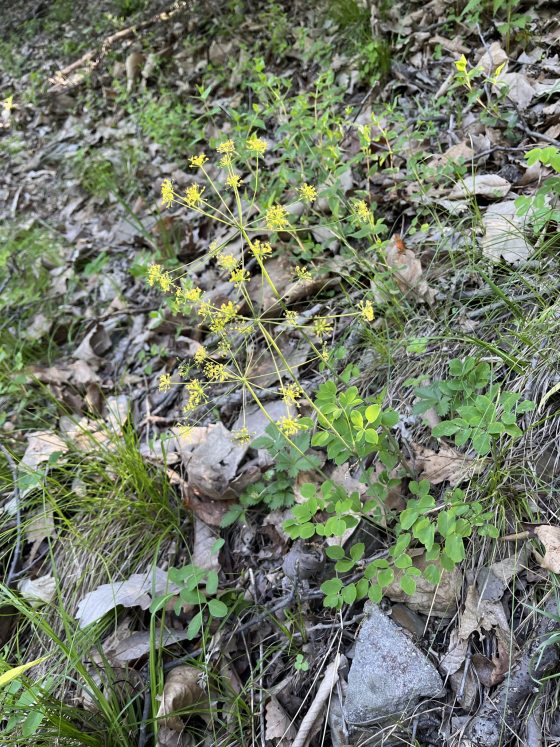 A plant shot taken along a woodland slope covered in dry leaves and scattered rocks. A wild Mountain Pimpernel (Taenidia montana) plant stands out with bright green compound leaves and tall, fine stems supporting umbrella-shaped clusters (umbels) of tiny, light yellow flowers.