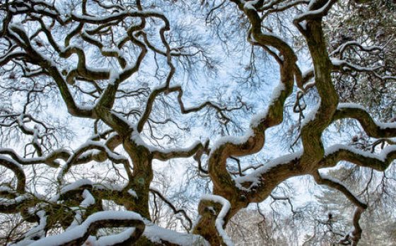 A Japanese Maple in winter, with snow covering the tops of it's lrage branches.