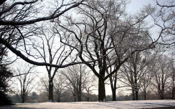 Numerous bare trees in the winter on Oak Knoll