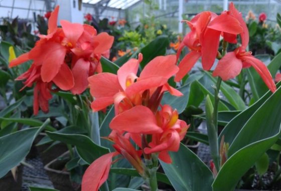 close up of multiple Canna red flowers in bloom inside a greenhouse
