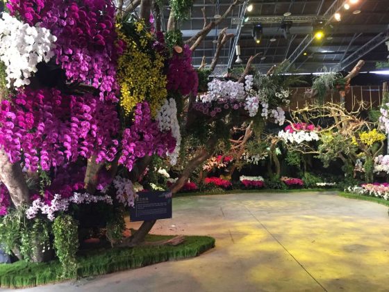 Approximately two-hundred thousand orchids in the Exhibition Display Hall