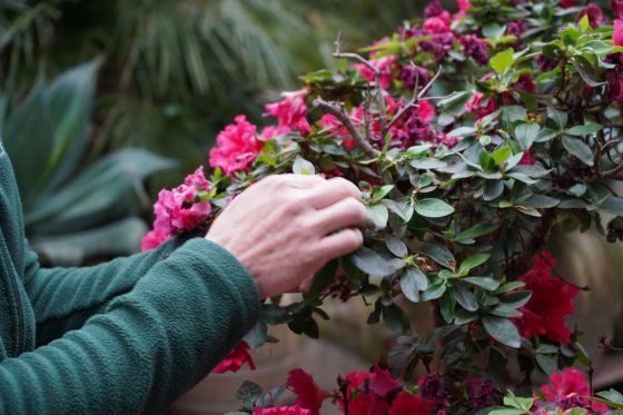 a person pruning a fully bloomed pink azalea bonsai