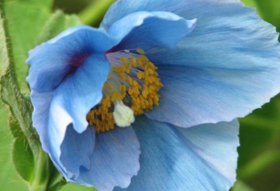 close up image of a blue poppy flower in full bloom