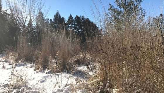 Different types of dried grass during the winter at the Hillside Garden