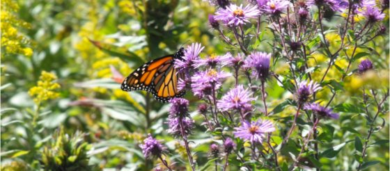 close up image of a monarch butterfly visiting fully bloomed asters in the Meadow Garden