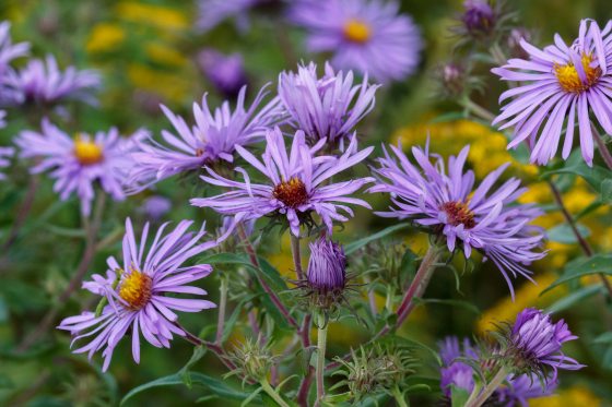 close up of purple asters in a field