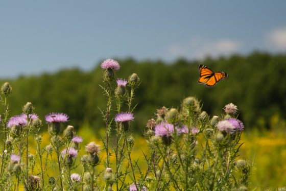 purple asters with orange butterfly