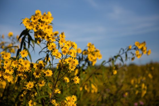 yellow sunflowers in a meadow