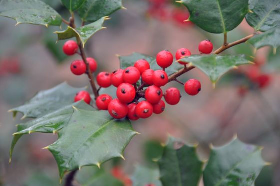 close up image of a holly leaf and bright red fruit