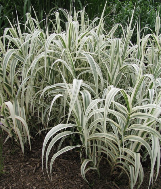 Variegated green and white grass