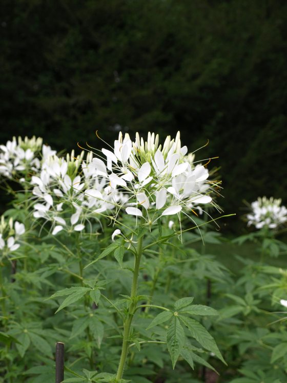 bright white flowers with long, thin stamens sit on top of tall green stems with 5-petaled leaves