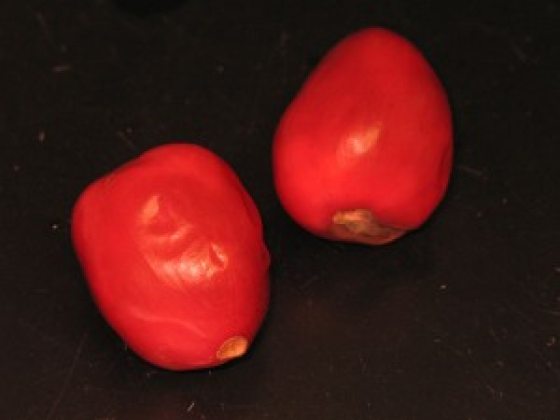 close up image of two bright red clivia berries